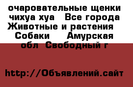 очаровательные щенки чихуа-хуа - Все города Животные и растения » Собаки   . Амурская обл.,Свободный г.